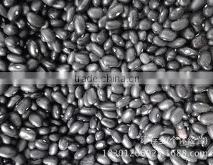Black Kidney Bean thumbnail-1