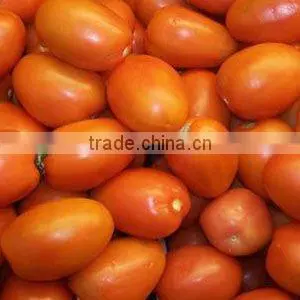 Fresh Tomatoes thumbnail-1
