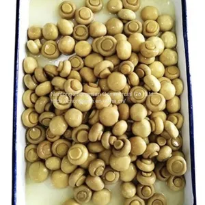 Whole Mushroom Slice Mushroom in Brine or in SO2 in Drum SETA Preservada en Tambor thumbnail-3