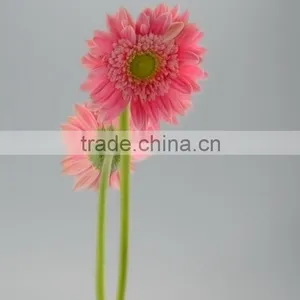 Fashion Honey Pink Gerbera Daisy thumbnail-5