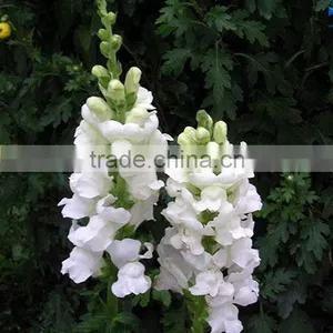 Fashionable Top Sell White Snapdragon Flower thumbnail-2
