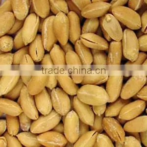 Salted Peanuts thumbnail-1