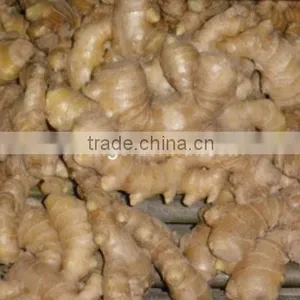 Fresh Ginger thumbnail-1