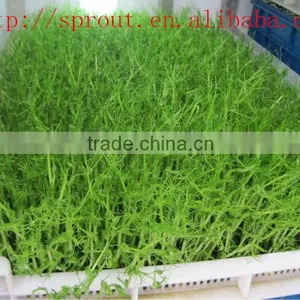 Fodder Sprouting Machine/barley Grass Growing Machine thumbnail-5