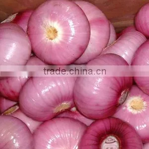 Red Onion thumbnail-1