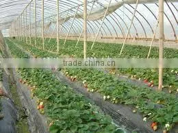 Black Mulch Plastic Mulch Film for Agriculture thumbnail-1
