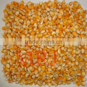 Yellow Corn thumbnail-1