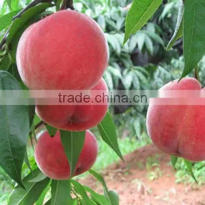 High Quality Honey Peach Fruit for Sale thumbnail-1