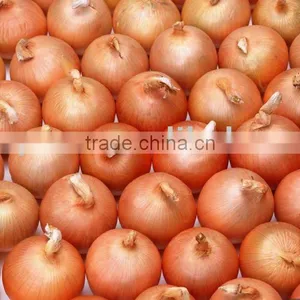 2011 Fresh Onion thumbnail-1
