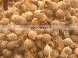 Matured Coconut for Iran thumbnail-1