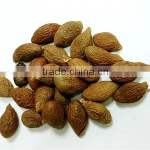 VIETNAM SCAPHIUM SCAPHIGERUM thumbnail-2