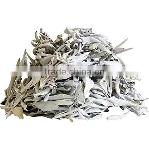 Sage Leaves thumbnail-1