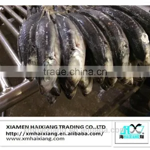 Frozen Hard Tail Scad Fish thumbnail-2
