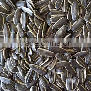 5009 Sunflower Seeds for Human Consumption thumbnail-5