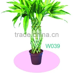 Dracaena Sanderiana Vae. Virens thumbnail-1