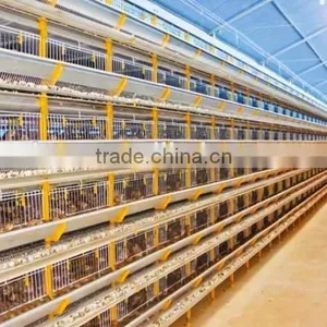 Automatic Poultry Equipment for Layer Quail Raising thumbnail-2