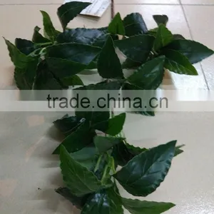 CHY070908 High Quality Tree Leaves/Bay Leaf Craft/bay Leaf Production thumbnail-2