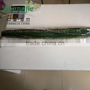 Outdoor Decoration Artificial Cactus Plants thumbnail-5