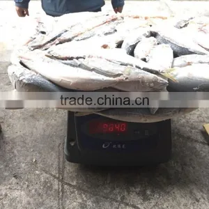 Block Frozen Pacific Mackerel thumbnail-3