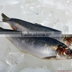 Seafood Atlantic Herring Fillet thumbnail-1