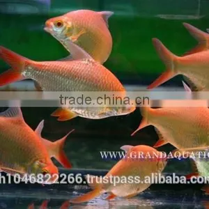 Albino Red Tail Tinfoil Barb Fish / Thailand Tropical Fish Exporter thumbnail-5