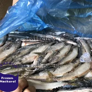 8-12pcs Frozen HGT Pacific Mackerel Scomber Japonicus Fish Supplier thumbnail-2