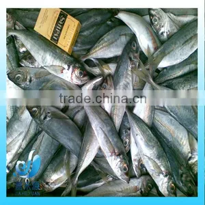 Frozen Whole Round Pacific Mackerel Fish thumbnail-1