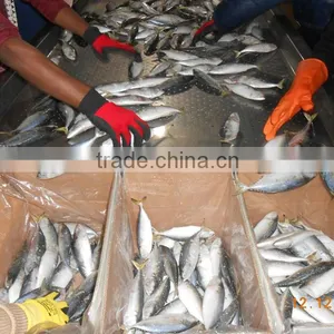 Indian Mackerel AA thumbnail-6