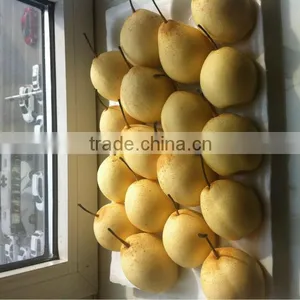 ya Pear/fresh Pear thumbnail-1