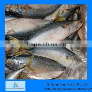 Frozen Pacific Mackerel Whole Round Fish thumbnail-1