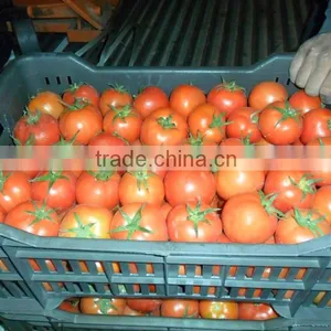 Tomato thumbnail-6