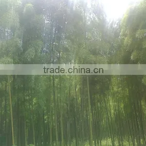 Best Selling High Quality Natural Bamboo Fence and Nature Eco-friendly Woven Bamboo Pole Fence thumbnail-3