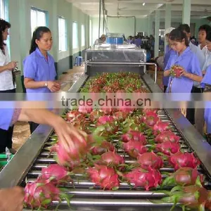 DRAGON FRUIT thumbnail-1
