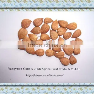 HIGH QUALITY Bitter Apricot Kernels thumbnail-1