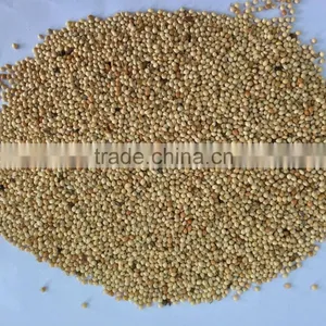 Yellow Millets Grain thumbnail-3