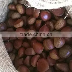 2016 Fresh Chestnut thumbnail-2