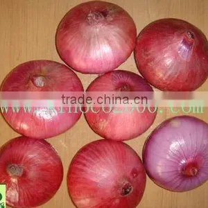 Fresh Red Onion thumbnail-1