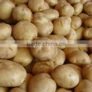 High Grade Potato Offer From Pakistan thumbnail-1