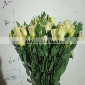 High Quality Fresh Cut Flowers Eustoma From Flower Plating Base thumbnail-6