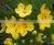 CASSIA OIL thumbnail-4