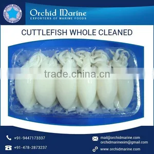 Individually Quick Frozen Cuttlefish Whole Cleaned thumbnail-2
