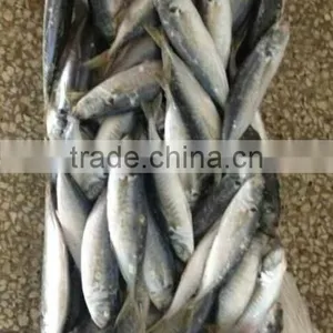 Frozen Horse Mackerel Fish thumbnail-2