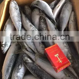 NEW 2016SeaFrozen Pacific Mackerel 200-300g thumbnail-3