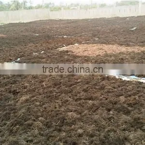 Sell Gracilaria, Eucheuma Spinosum And Eucheuma Cottoni Seaweeds thumbnail-2