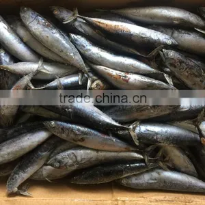 Sea Frozen Fresh Good Price Bonito Skipjack Tuna thumbnail-1
