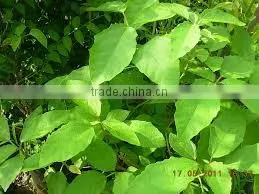 BALIOSPERMUM MONTANUM thumbnail-1