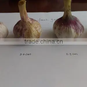 4.5cm 5.0cm 5.5cm 6.0cm Normal White and Pure White New Crop Garlic thumbnail-1