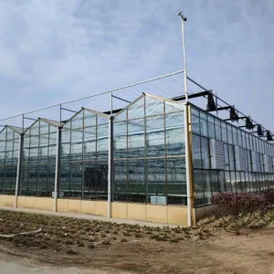 Diffused Glass Roof Panels for Optimal Light Distribution in Greenhouses thumbnail-1