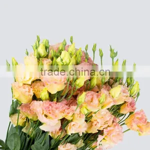 Best Quality Useful Natural Flower Eustoma thumbnail-4