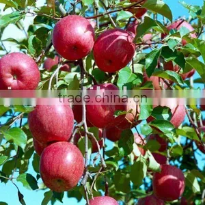 Red Fuji Apple Fresh Fuji Apple thumbnail-6